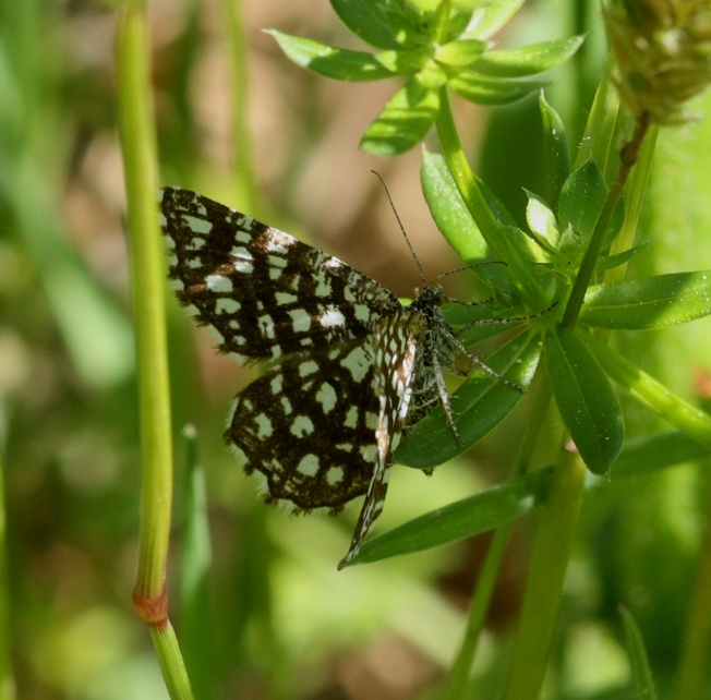 Id piccola farfalla - Chiasmia clathrata